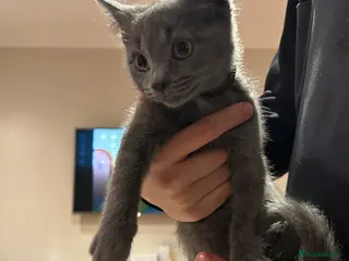 Mixed Breed cats 5 Adorable Kittens ready for their forever homes - Advert 13