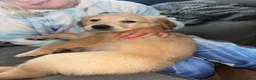 Golden Retriever dogs for sale: 5 GOLDEN RETRIEVERS READY NOW 🐾 - Advert 29