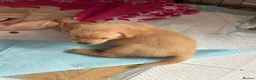 Labrador Retriever dogs for sale: Beautiful Labrador puppies for sale  - Advert 36