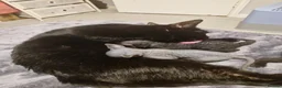 Mixed Breed cats for sale: RARE Sphynx Cross Babies - Advert 14