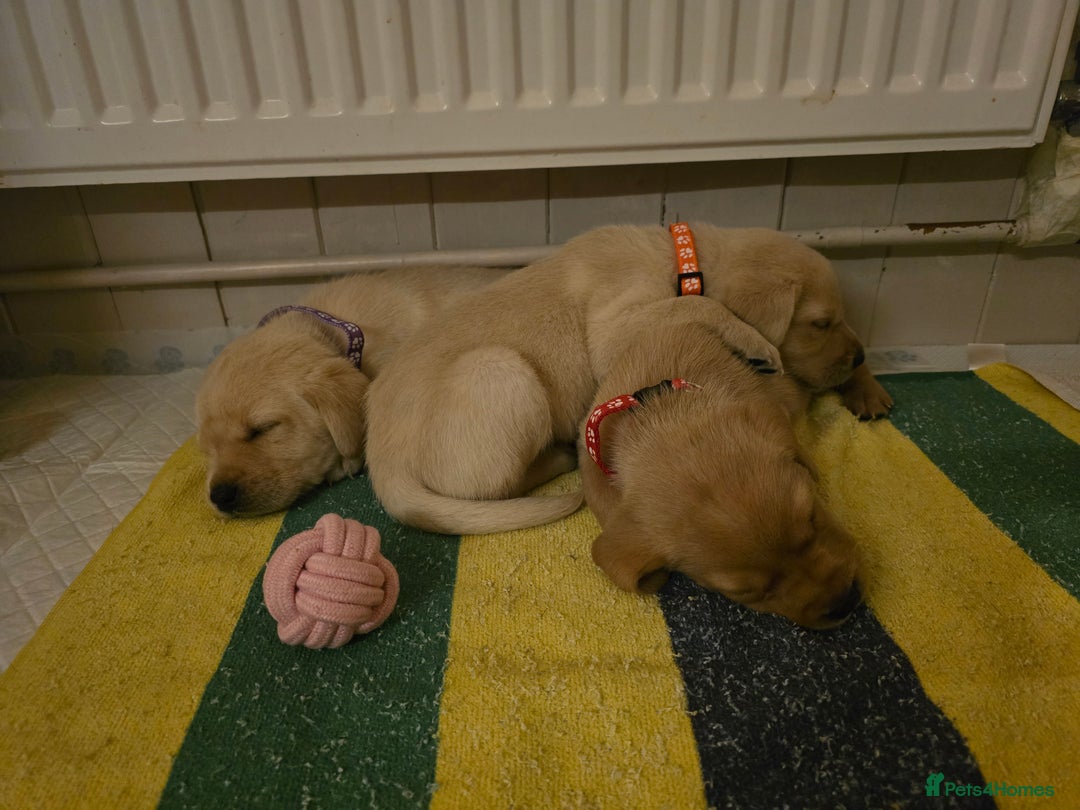 Labrador Retriever dogs for sale: Yellow and Black Labrador Puppies - Advert 6