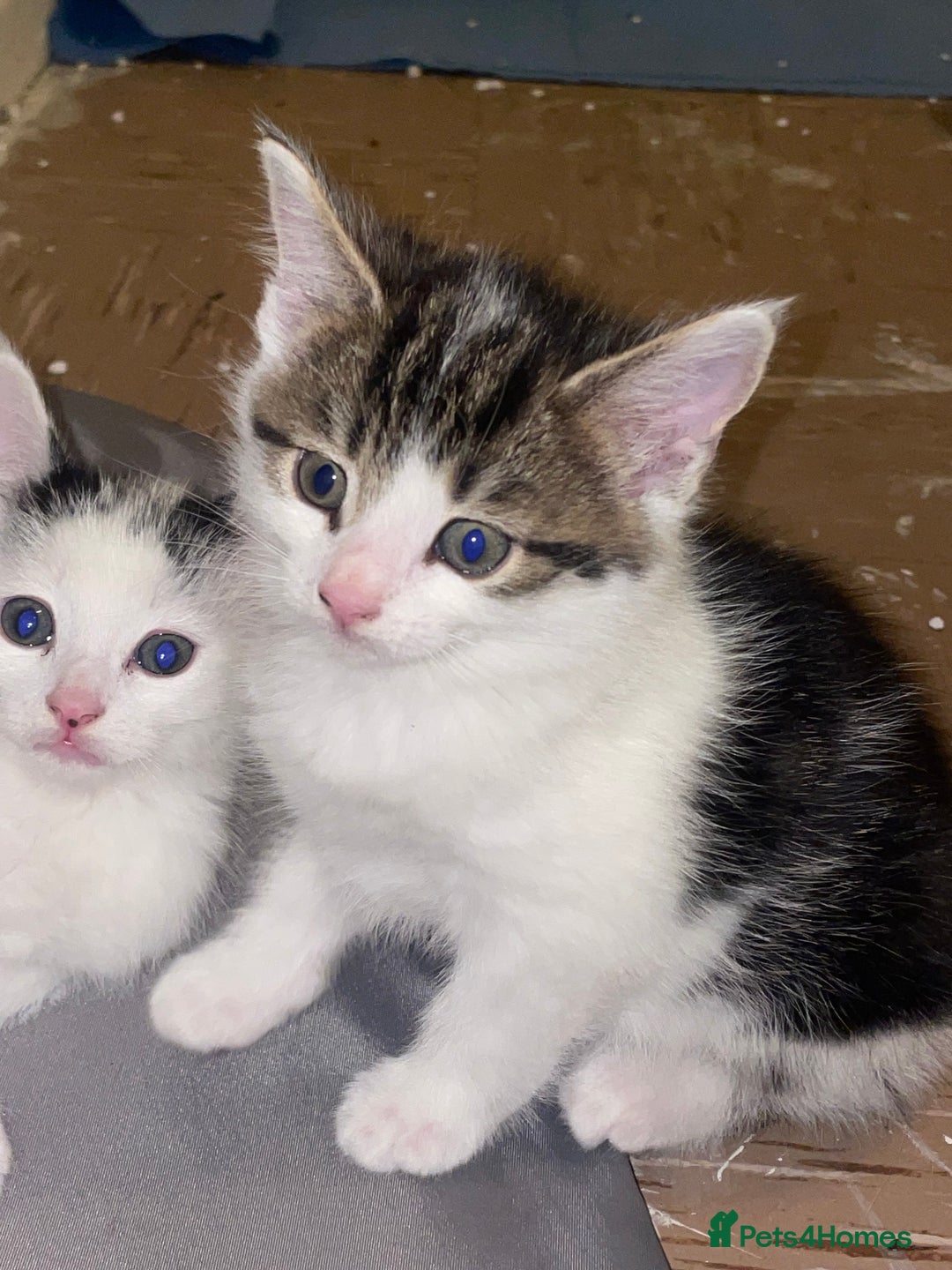 Domestic Shorthair cats for sale: Male kitten - Advert 1