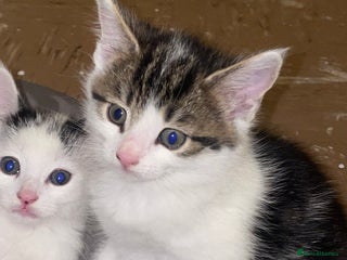 Domestic Shorthair cats Male kitten - Advert 1