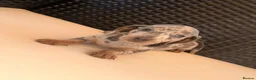 Miniature Dachshund dogs for sale: Miniature Dachshund Puppies - Advert 12