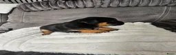 Border Terrier dogs for sale: Border terrier puppies  - Advert 9