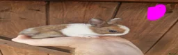 Chinchilla rodents for sale: Very friendly baby rabbits - Advert 3