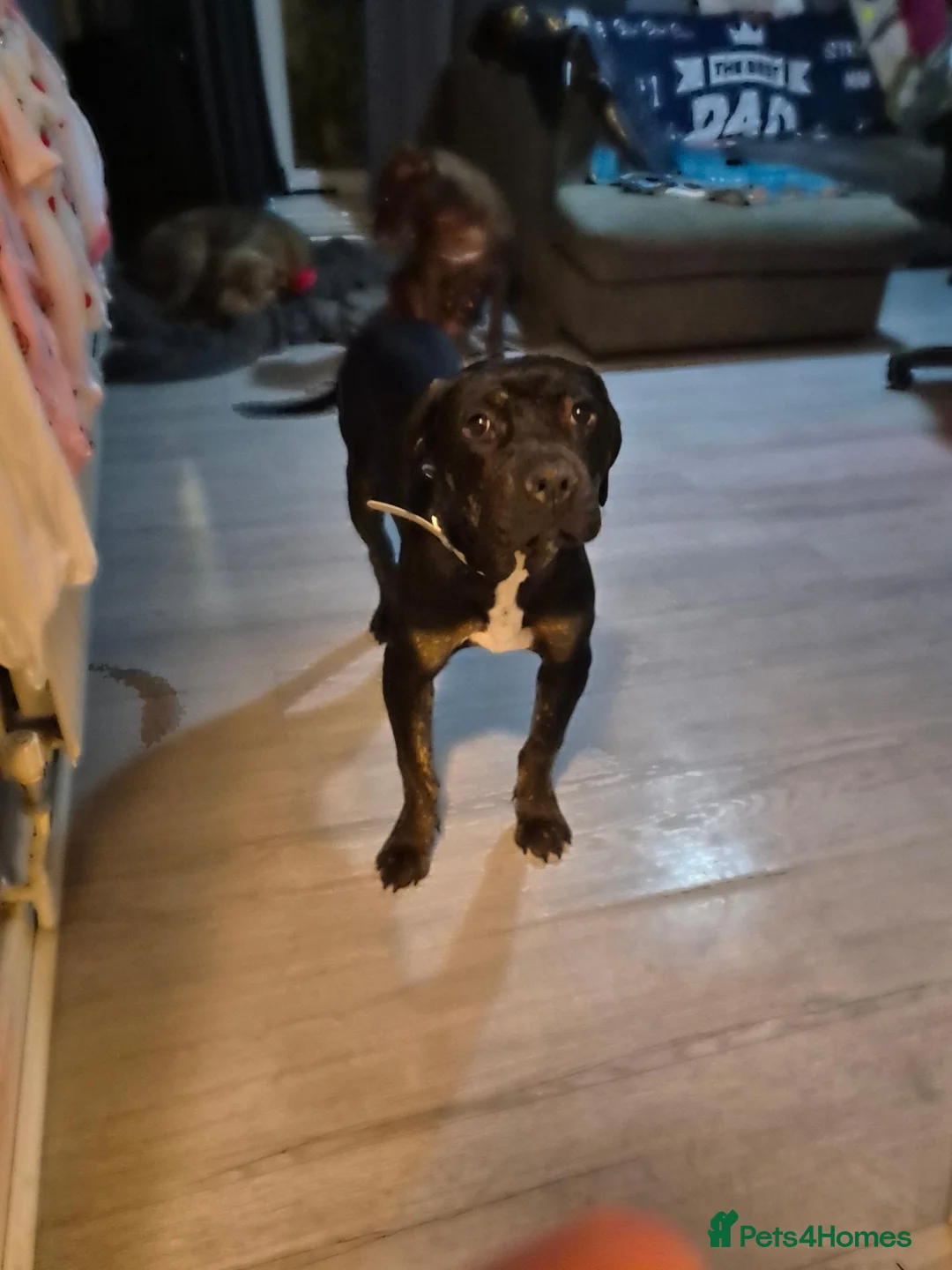 Bandog dogs for sale: Nala  in London - Advert 1