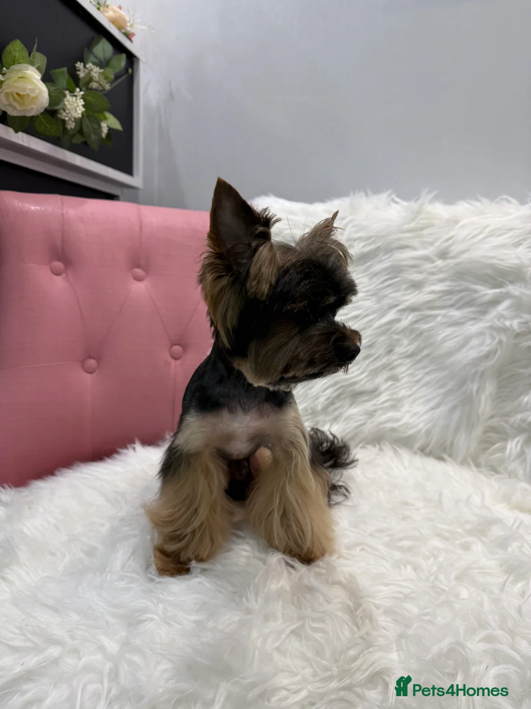 Yorkshire Terrier dogs for stud: Yorkshire Terrier for study in Rugby - Advert 3