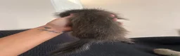 Ferret rodents for sale: FullangoraHob/1semiAngoraJill silver/2sableFullJil - Advert 9