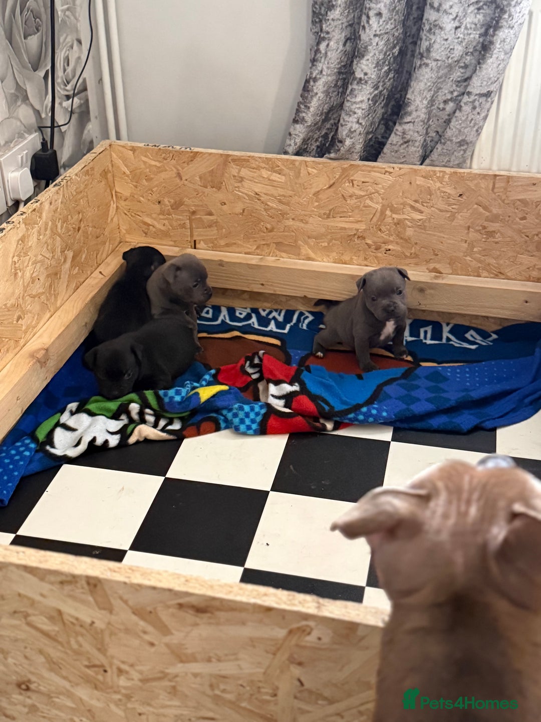 Staffordshire Bull Terrier dogs for sale: Beautiful stuffy pups  - Advert 12