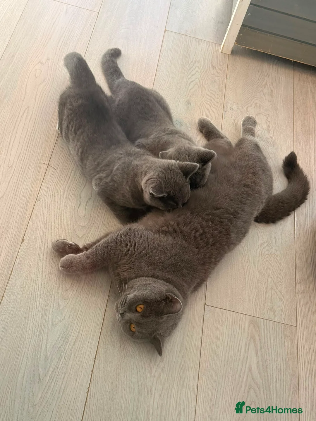 British Shorthair cats for sale: British Shorthair Boy - Champion Line - Advert 8