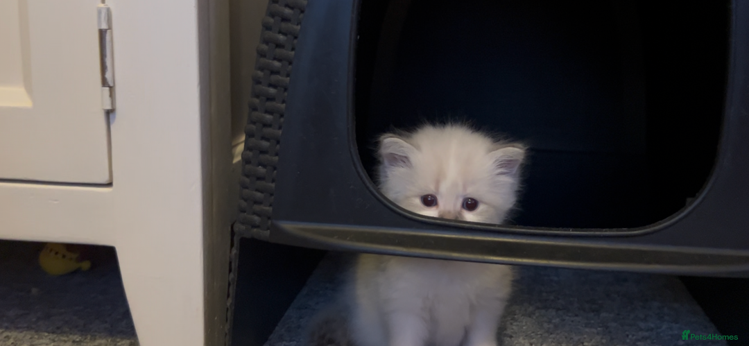 Siberian cats for sale: Gorgeous Siberian Kittens  - Image 2