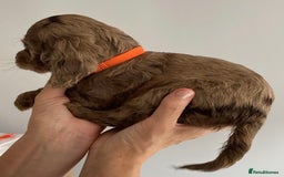 Cocker Spaniel dogs for sale: Beautiful Cocker Spaniel Puppies - Image 3