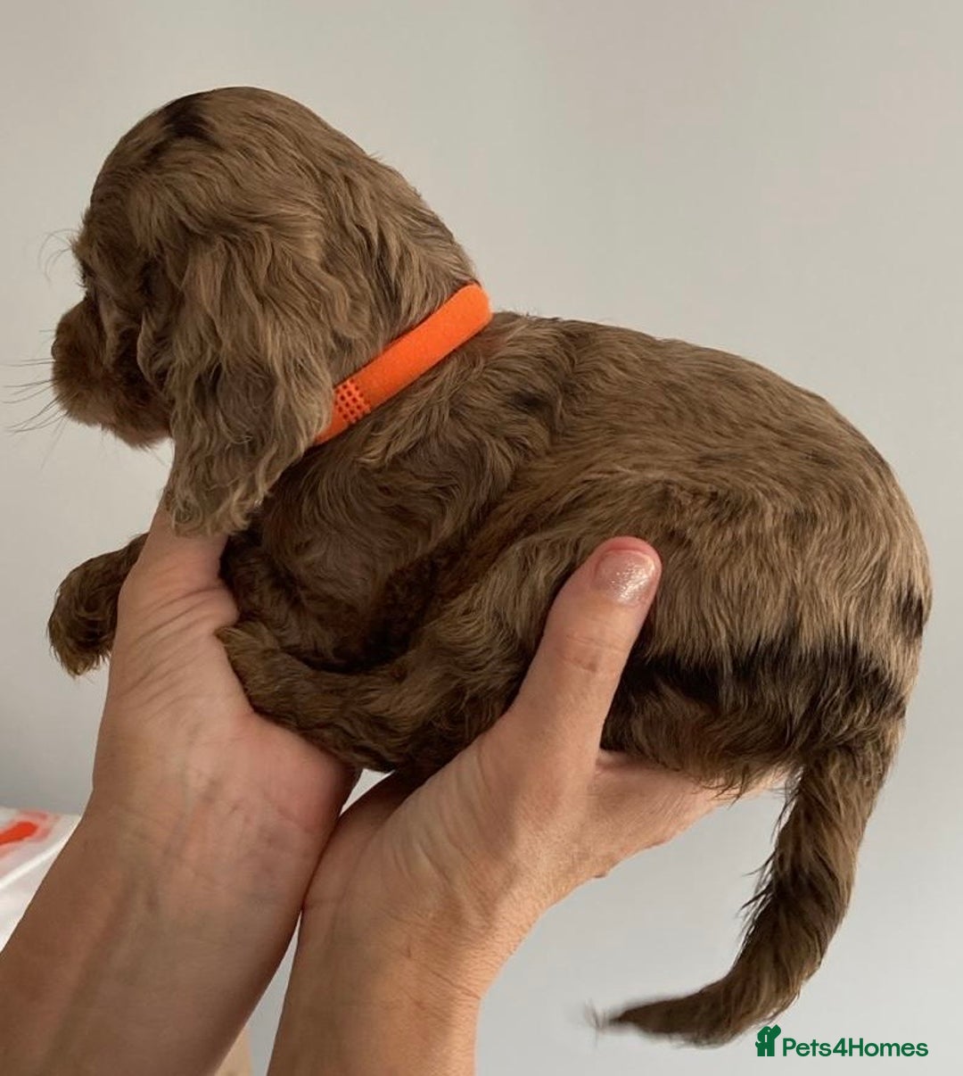 Cocker Spaniel dogs for sale: Beautiful Cocker Spaniel Puppies - Image 3