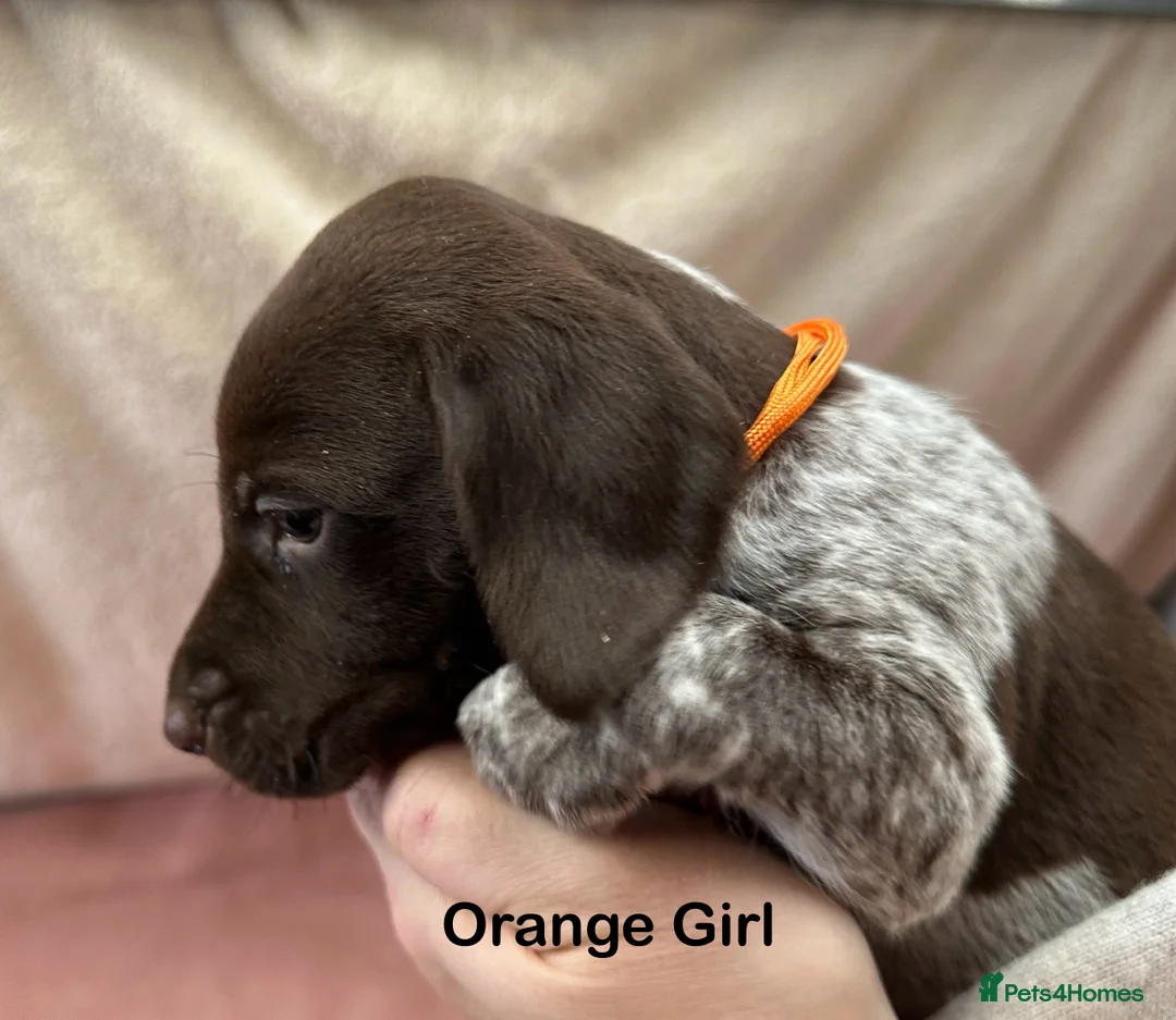 German Shorthaired Pointer dogs for stud: GSP Stud - Proven - Now available - Working / Pet  in Preston - Advert 7