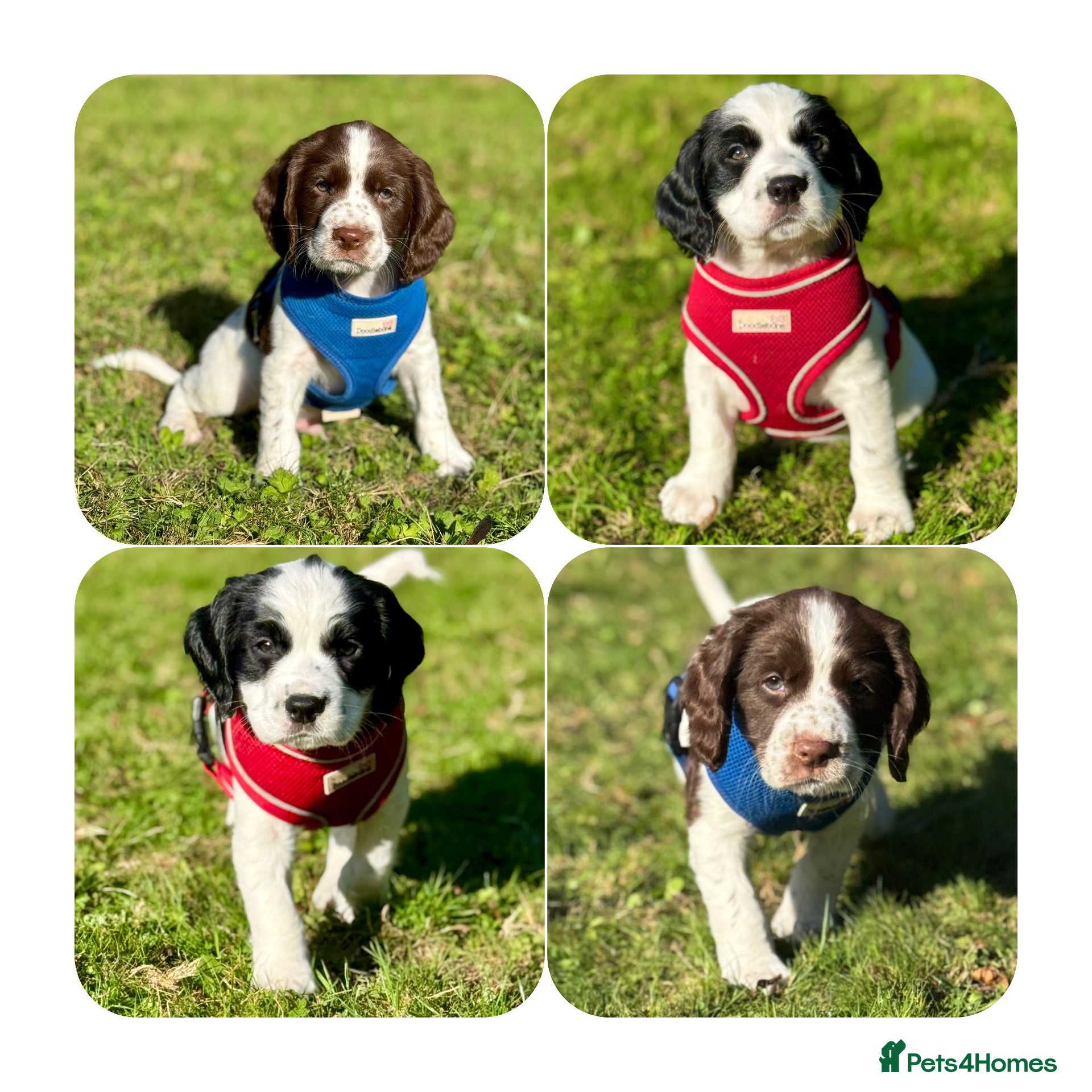 Sprocker dogs Beautiful Sprocker Spaniel pups - Advert 14
