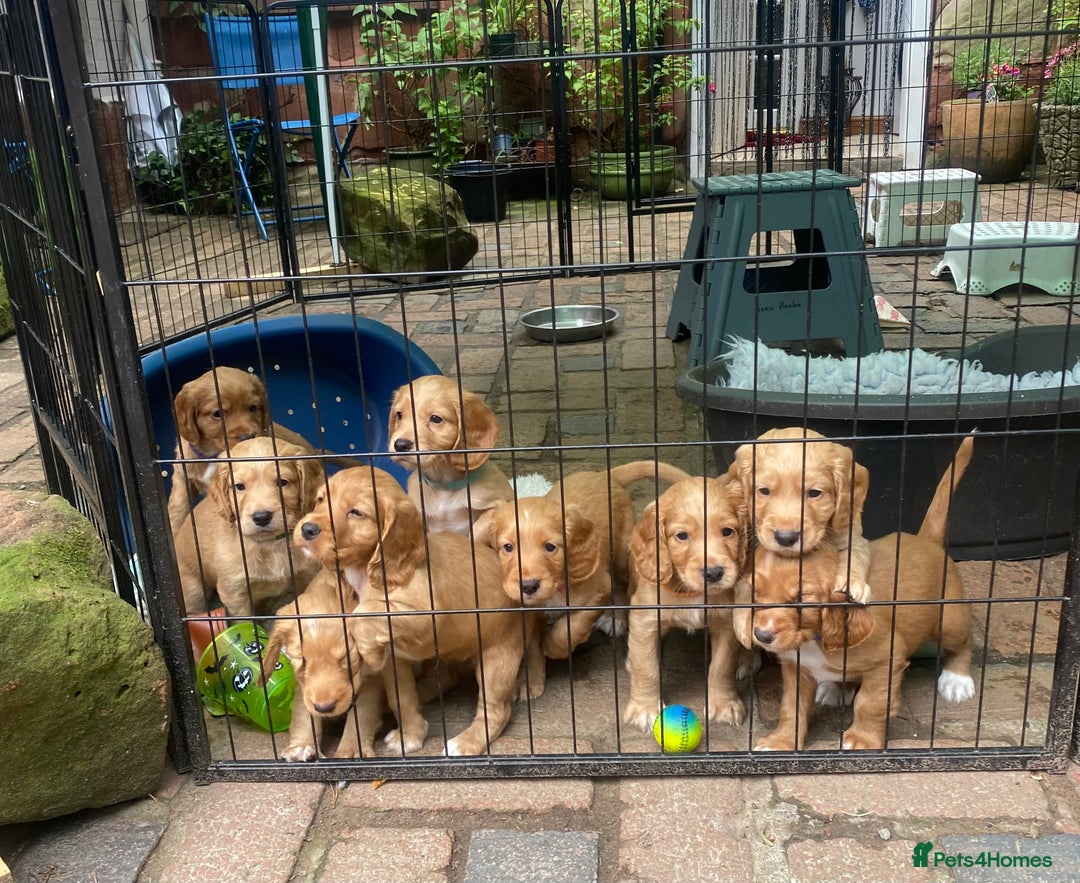 Cocker Spaniel dogs for sale: Stunning Top Working Cocker Spaniel Puppies - Image 14
