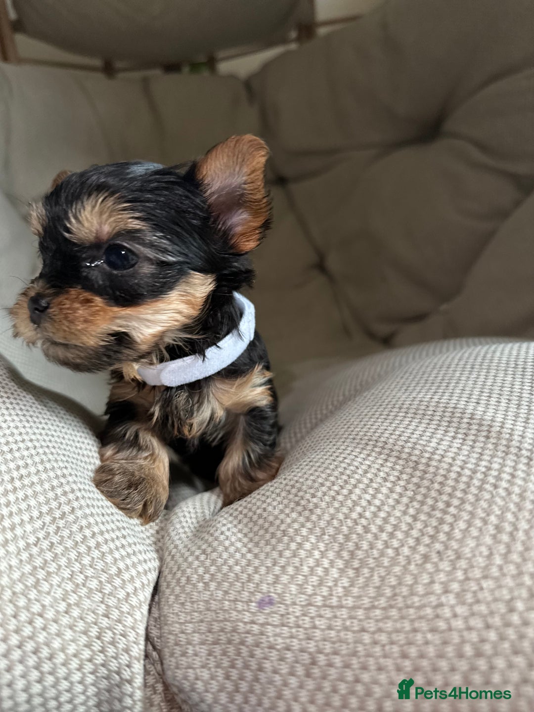 Yorkshire Terrier dogs for sale: Yorkies puppies  - Image 4