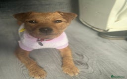 Patterdale Terrier dogs for sale: Patterdale terrier  - Image 1