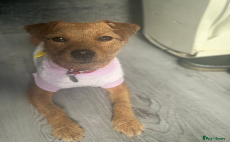 Patterdale Terrier dogs - Advert 3