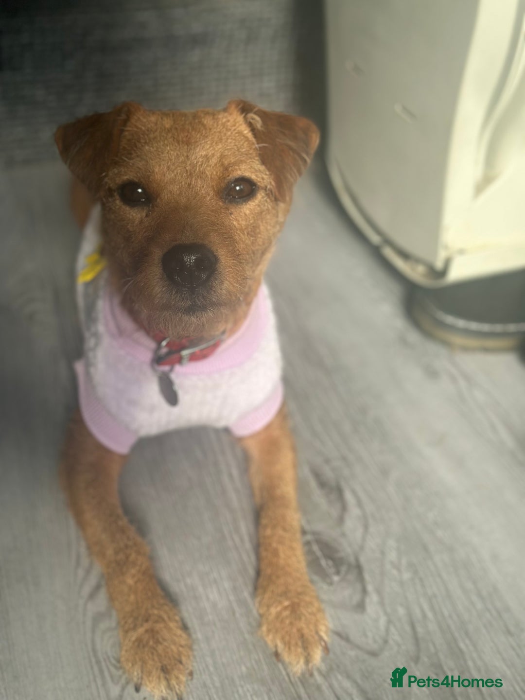 Patterdale Terrier dogs for sale: Patterdale terrier  - Image 1