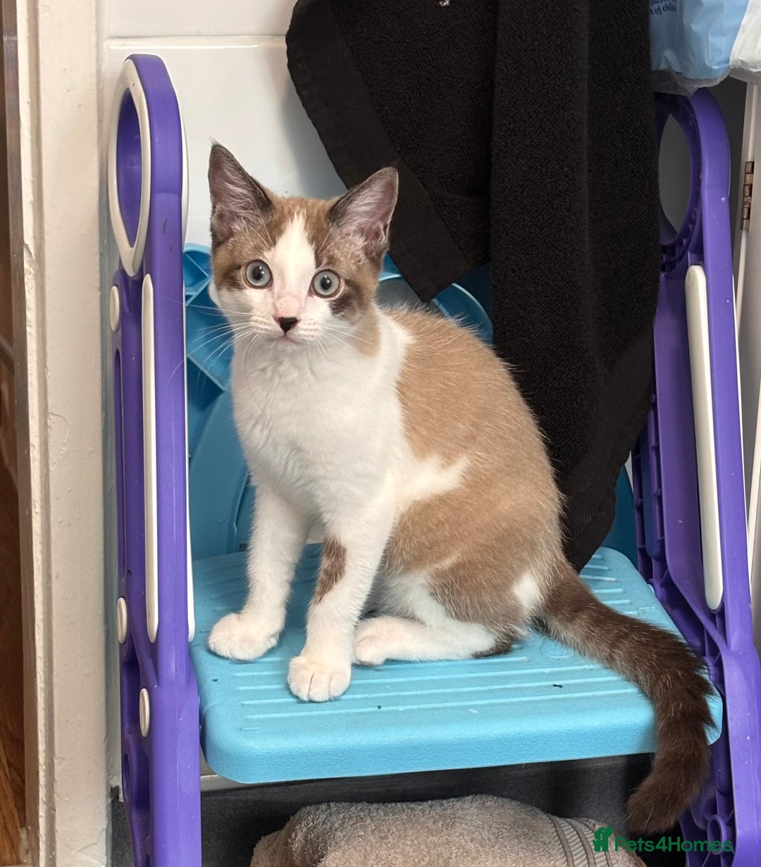 Ragdoll cats for sale: Ragdoll X 15 week kitten for rehoming  - Image 1