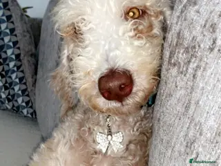 Bedlington Terrier dogs Bedlingtonterrier for STUD/ARTIFICIAL INSEMINATION - Advert 7