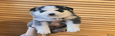 Siberian Husky Puppy 4