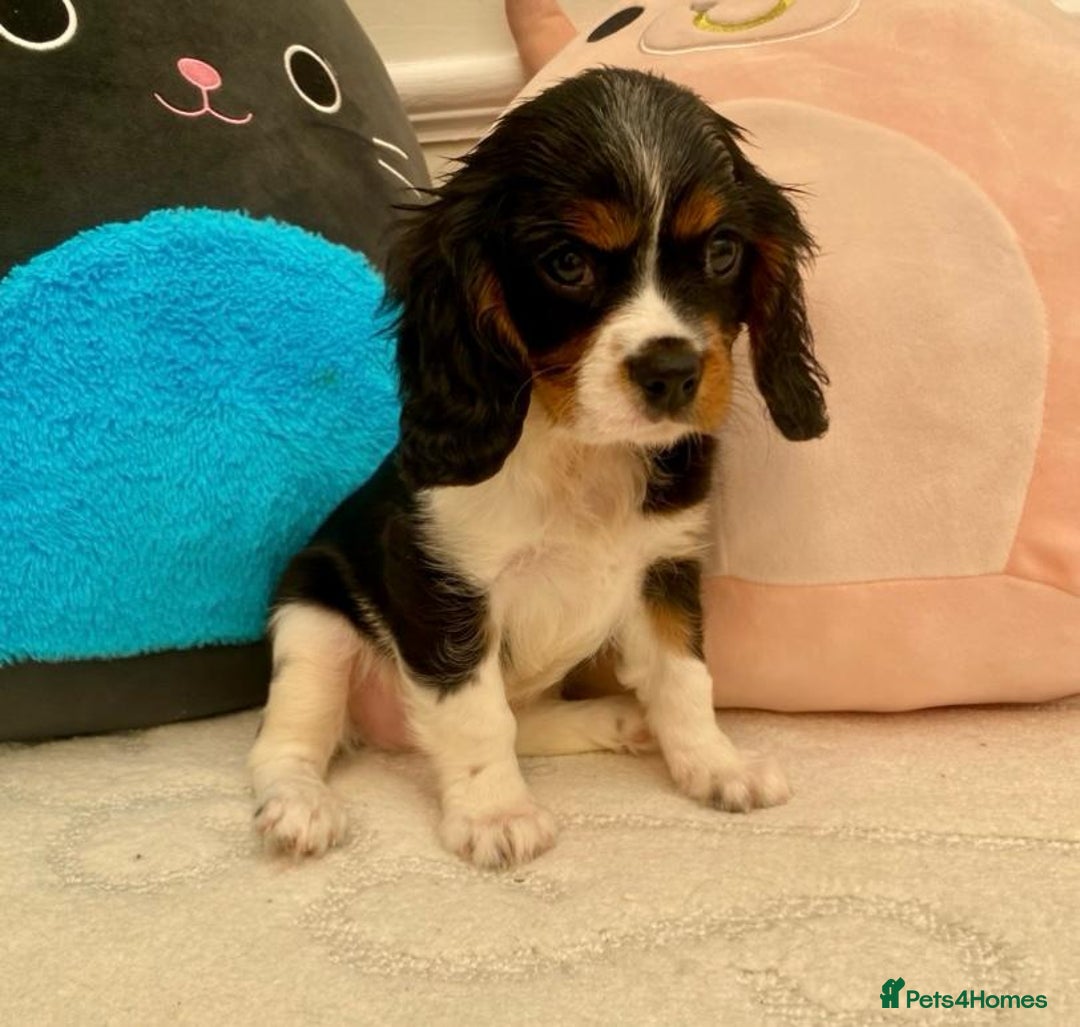 Cavalier King Charles Spaniel dogs for sale: King Charles cavalier puppies  - Image 3