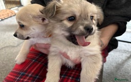 Chiweenie dogs for sale: 6 Beautiful Chiweenie Puppies *Reduced* - Advert 5