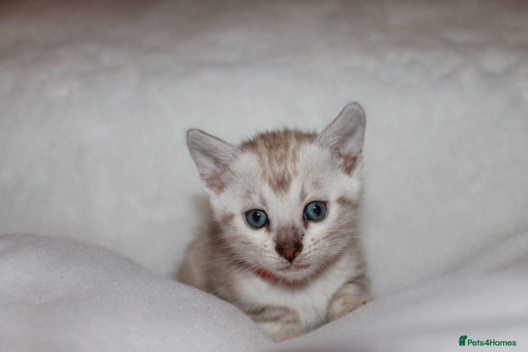 Bengal cats for sale: Pedigree TICA Bengal Kittens - Ready 07/01/26 - Advert 19