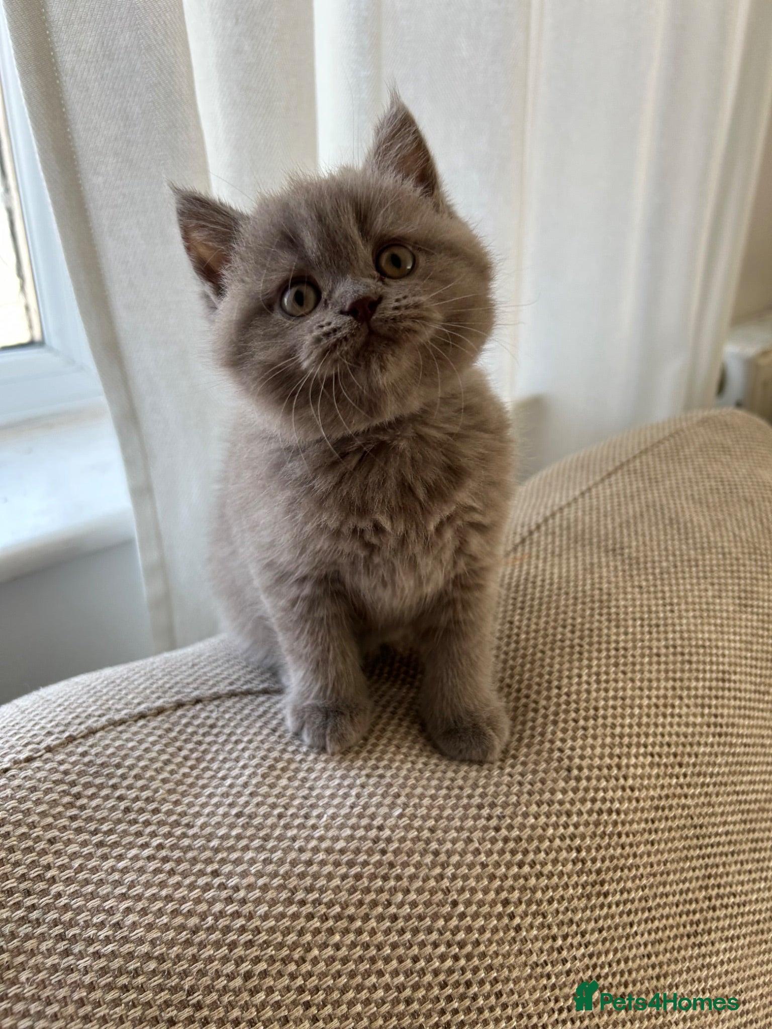 British Shorthair cats Beautiful British shorthair kittens  - Advert 13