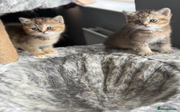 British Shorthair cats for sale: Beautiful GCCF kittens from champion lines  - Image 9