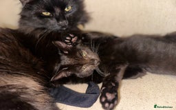 Mixed Breed cats for sale: Tabby and black kittens  - Advert 27