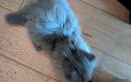 British Longhair cats for sale: Male British Blue Longhair - Image 5