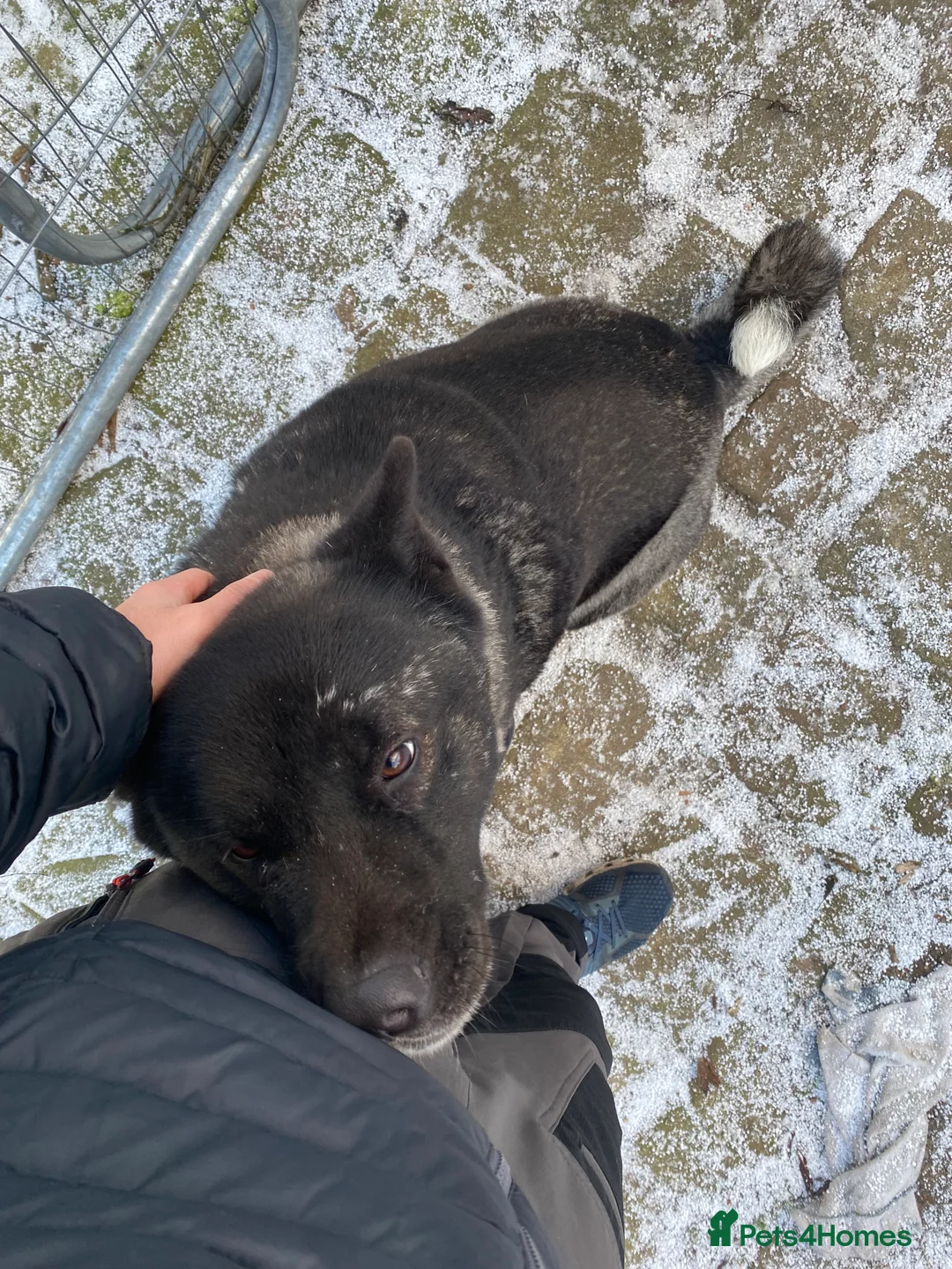 Akita dogs for sale: American Akita Female - Advert 2