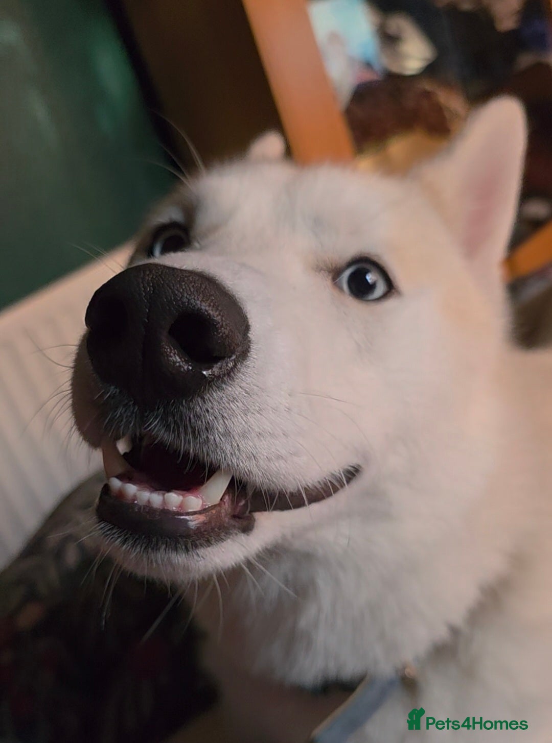 Siberian Husky dogs for sale: Male husky - Advert 1