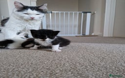 Mixed Breed cats for sale: Fluffy kittens for sale - Image 8
