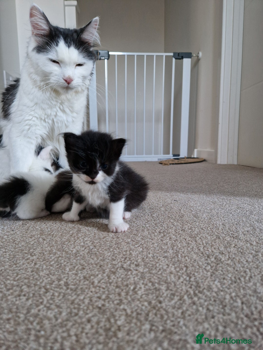 Mixed Breed cats for sale: Fluffy kittens for sale - Image 8