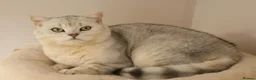 British Shorthair cats for stud: British Shorthair Gold Ny12 and Silver tipped - Advert 6