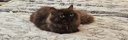 British Longhair cats for sale: 2 gorgeous chocolate British longhair girls - Advert 4