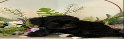 Cavapoo dogs for sale: F1 Cavapoo Puppies for sale 2 male 2 female  - Advert 3