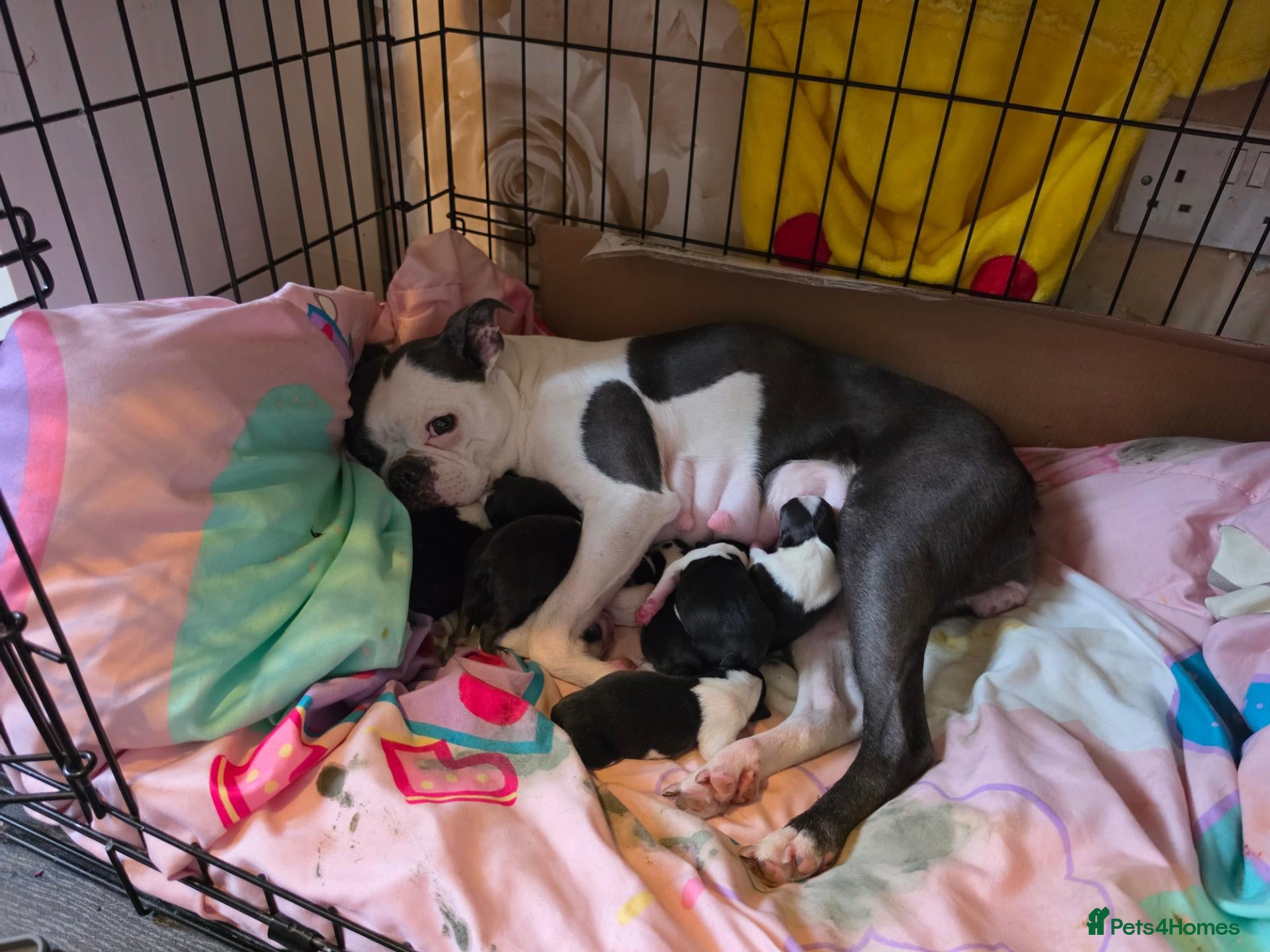 Boston Terrier dogs for sale: Lovely litter of boston terriers  - Advert 11
