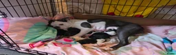 Boston Terrier dogs for sale: Lovely litter of boston terriers  - Advert 1