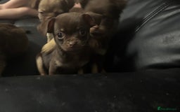 Chihuahua dogs for sale: 4 adorable male 3/4 chihuahuas  - Advert 4