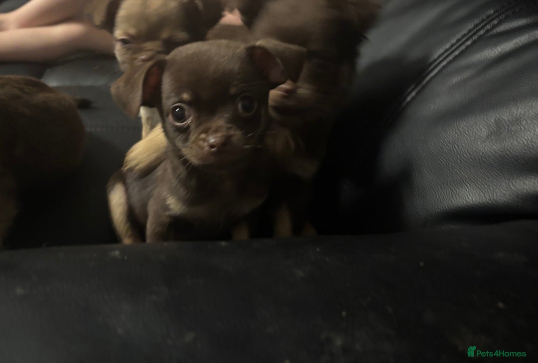 Chihuahua dogs for sale: 4 adorable male 3/4 chihuahuas  - Advert 4