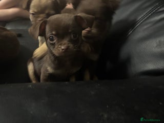 Chihuahua dogs 4 adorable male 3/4 chihuahuas - Advert 4