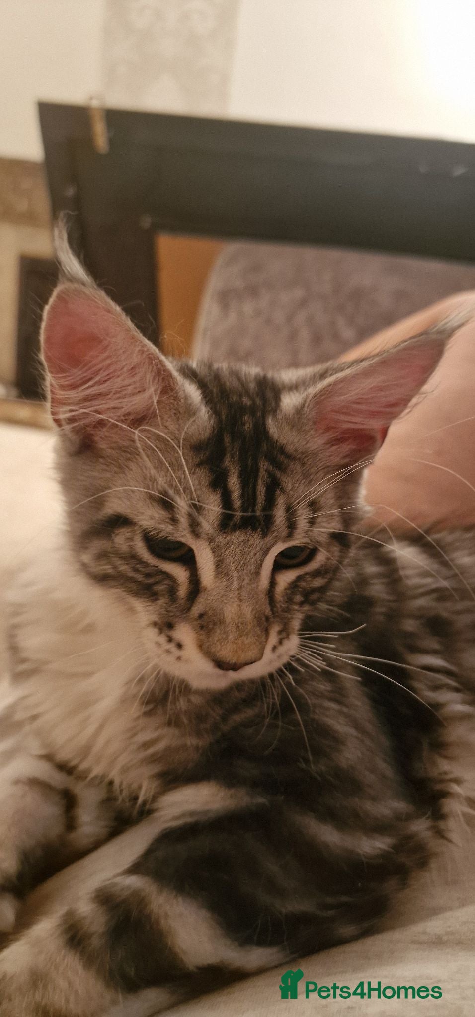 Maine Coon cats 6 Beautiful Kittens looking for their forever home - Advert 2