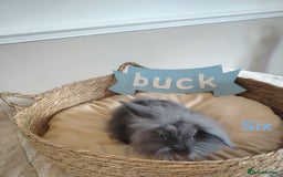 Mini Lop rabbits for sale: Fantastic mini lop babies forsale  - Image 22