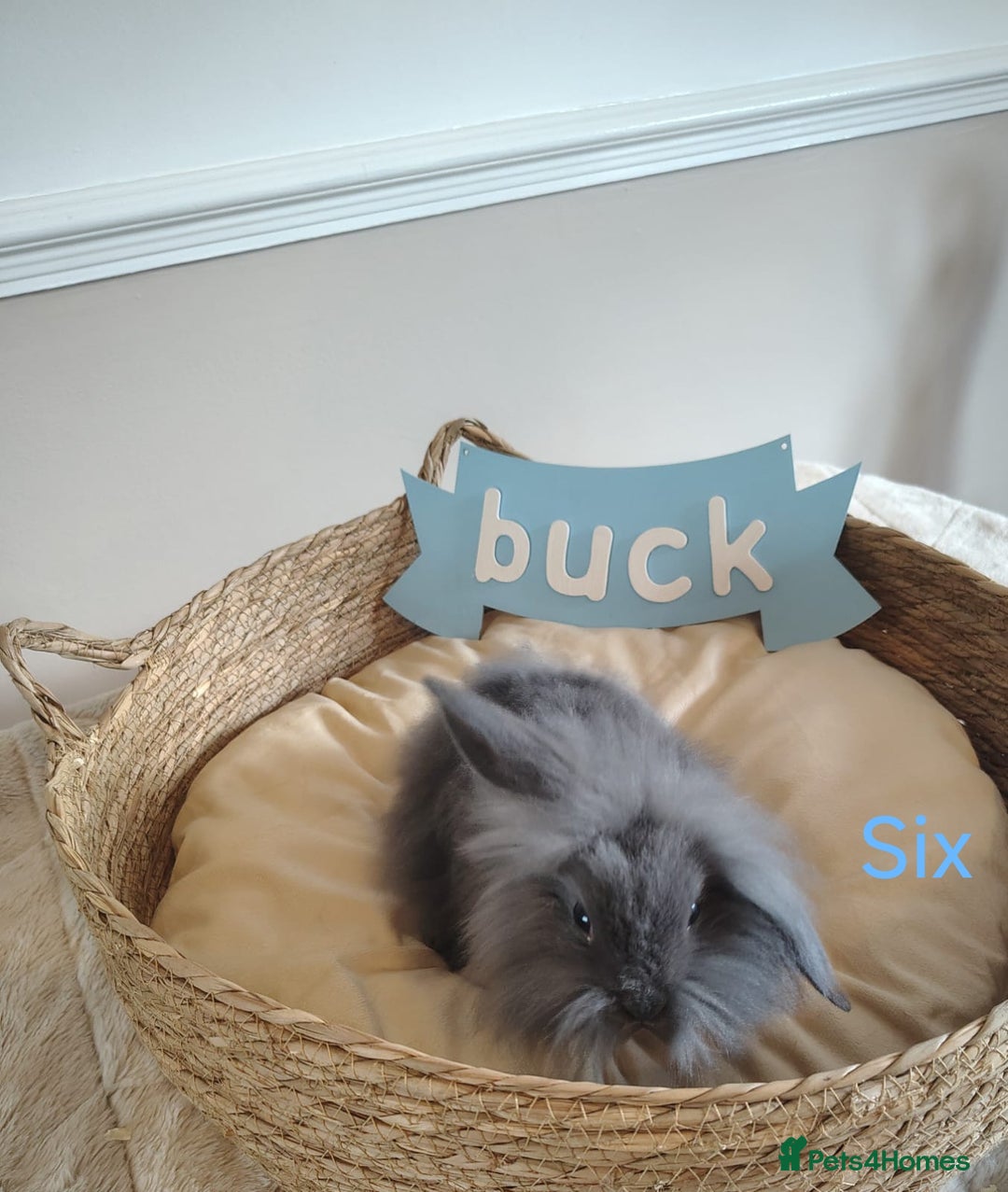 Mini Lop rabbits for sale: Fantastic mini lop babies forsale  - Image 22